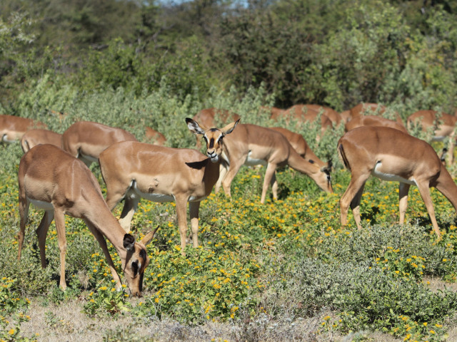 Etosha Namibië - Undiscovered.nl