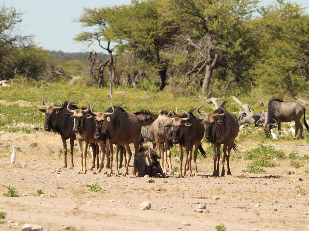 Etosha Namibië - Undiscovered.nl