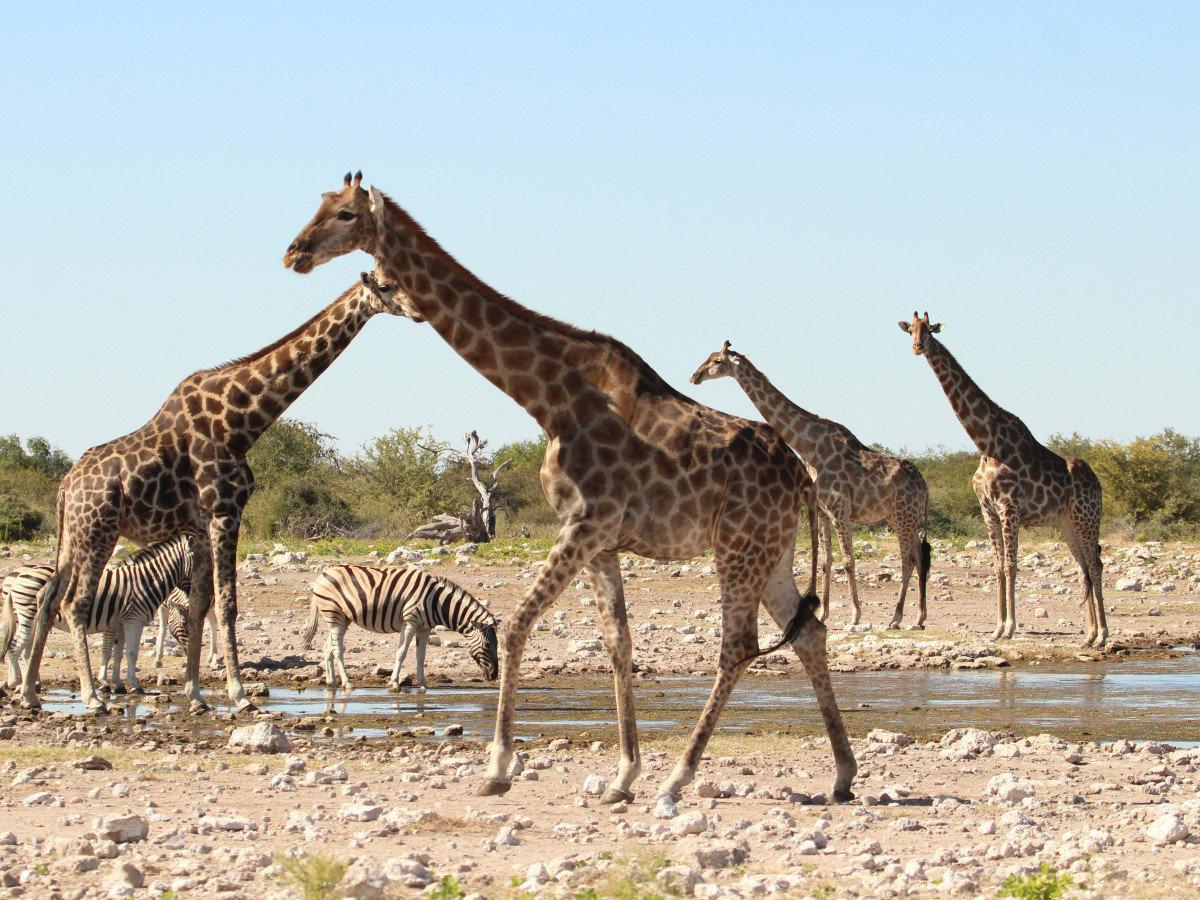 Etosha Namibië - Undiscovered.nl