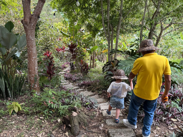 Cacao Farm, Bohol - Filipijnen