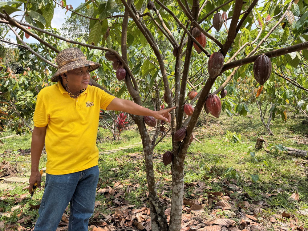 Cacao Farm, Bohol - Filipijnen