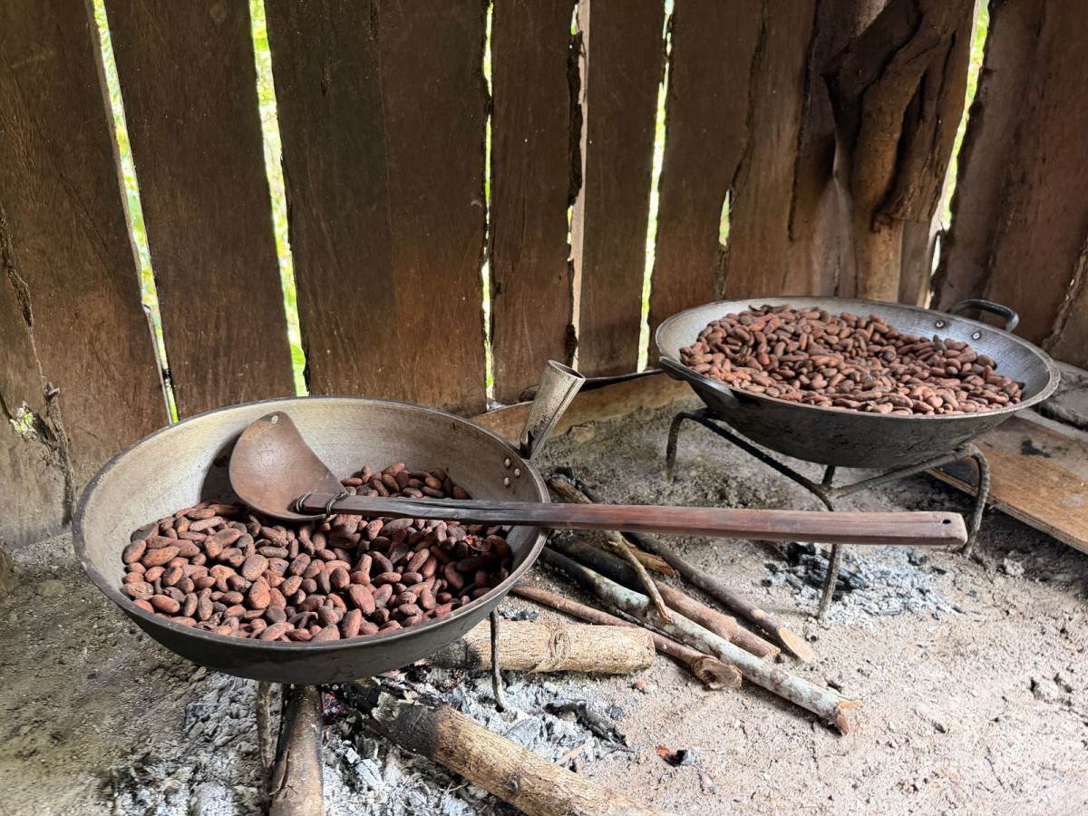 Cacao Farm, Bohol - Filipijnen