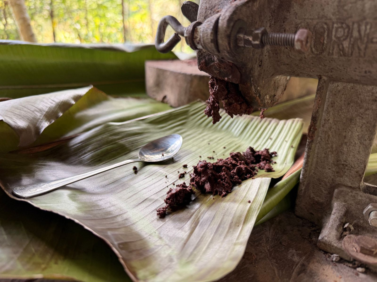 Cacao Farm, Bohol - Filipijnen
