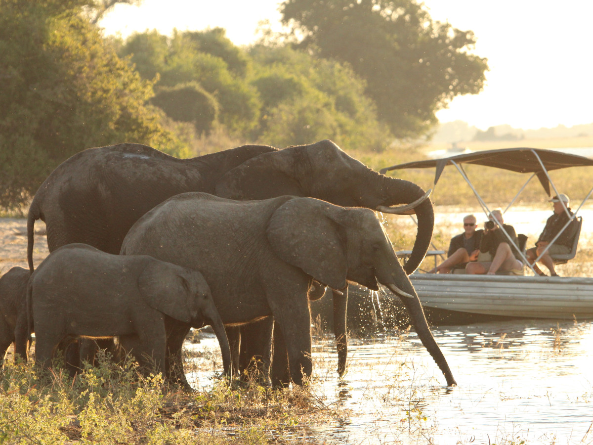 Chobe National Park Botswana - Undiscovered.nl