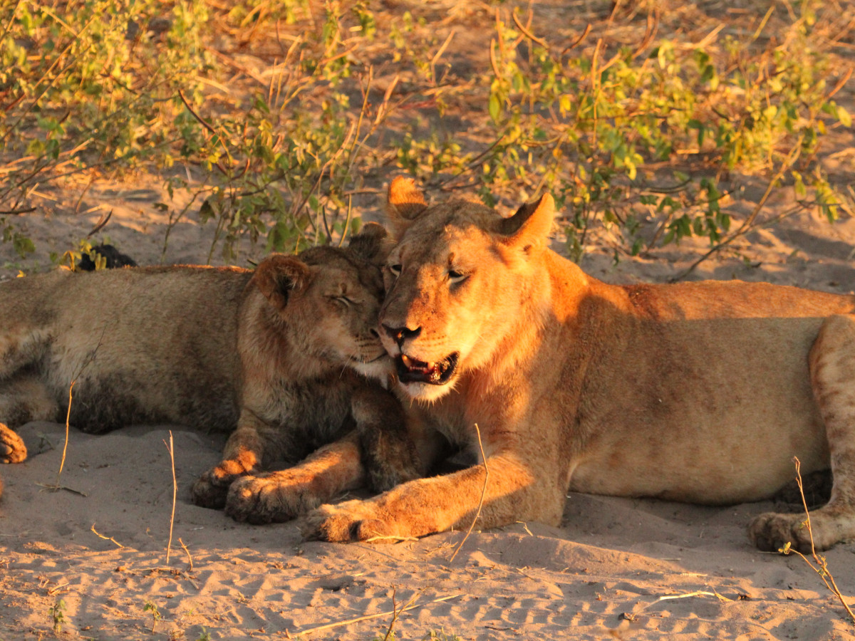 Chobe National Park Botswana - Undiscovered.nl