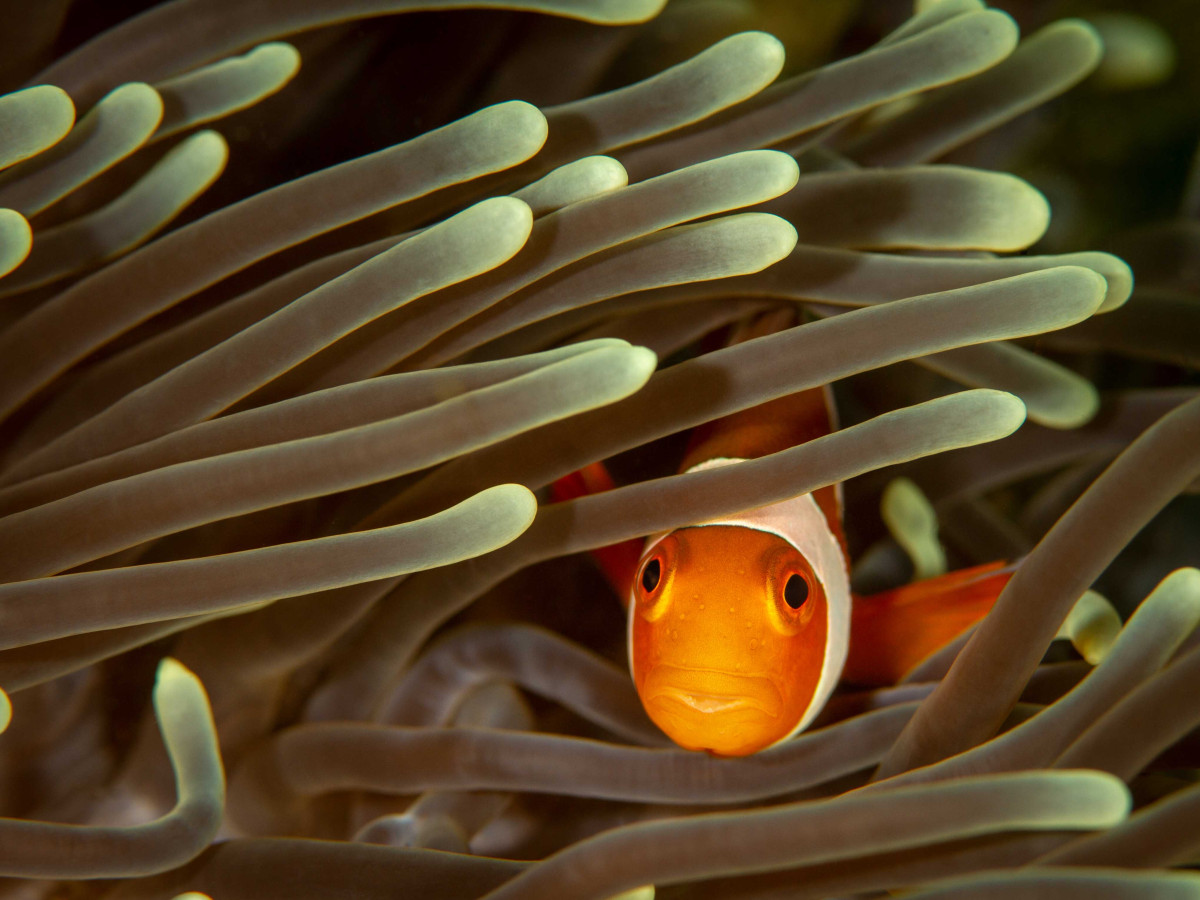 Clownfish tijdens duik bij Triton Bay Divers Resort, West-Papoea - Undiscovered.nl
