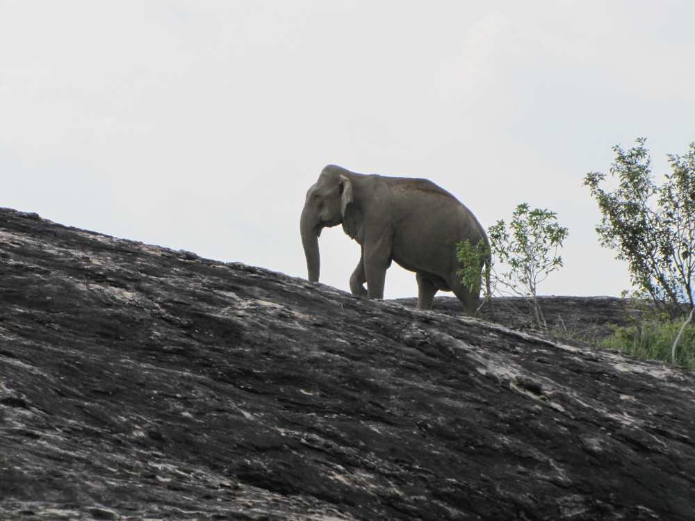 Olifant in Sri Lanka - Undiscovered.nl