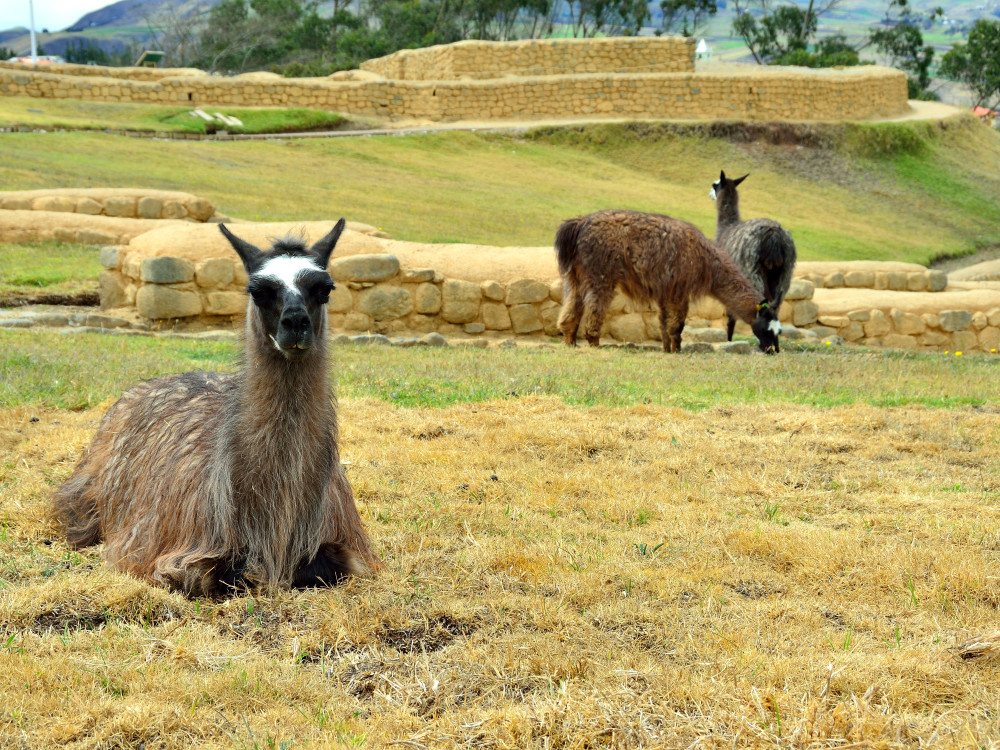 Inca ruïnes in Ecuador - Undiscovered.nl