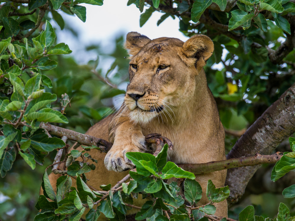 Leeuwin in Oeganda - Undiscovered.nl