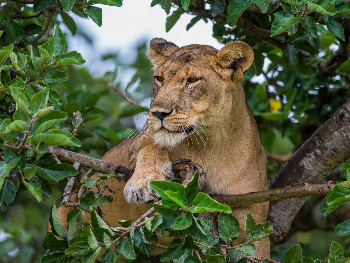 Leeuwin in Oeganda - Undiscovered.nl