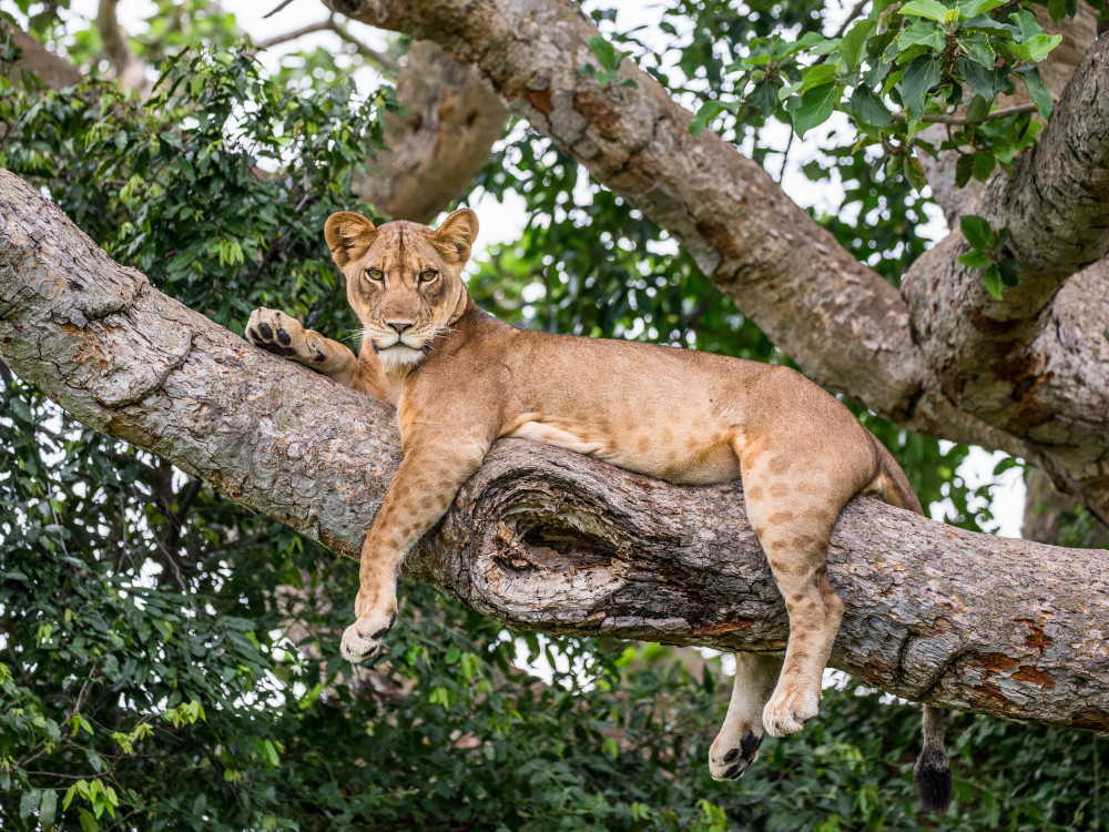 Leeuwin in Oeganda - Undiscovered.nl