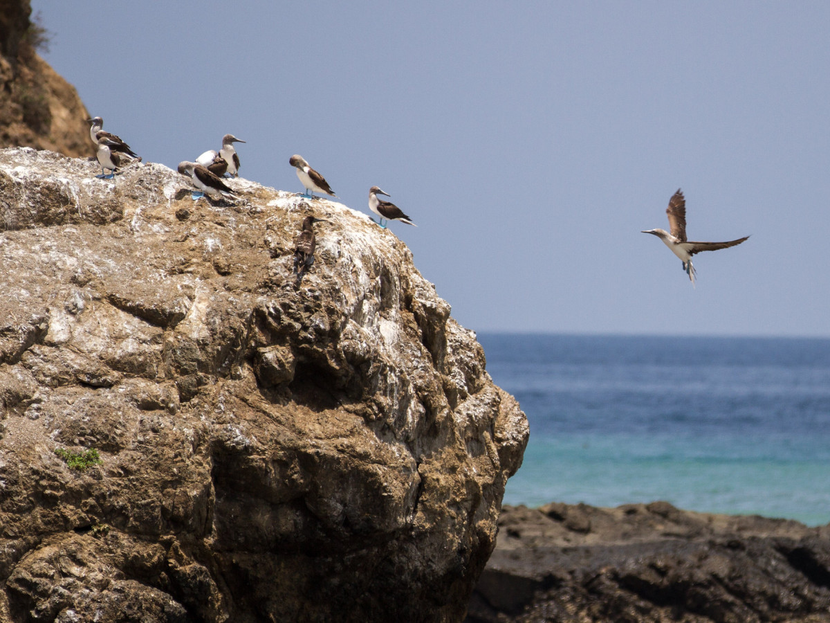Isla de la Plata, Ecuador - Undiscovered.nl