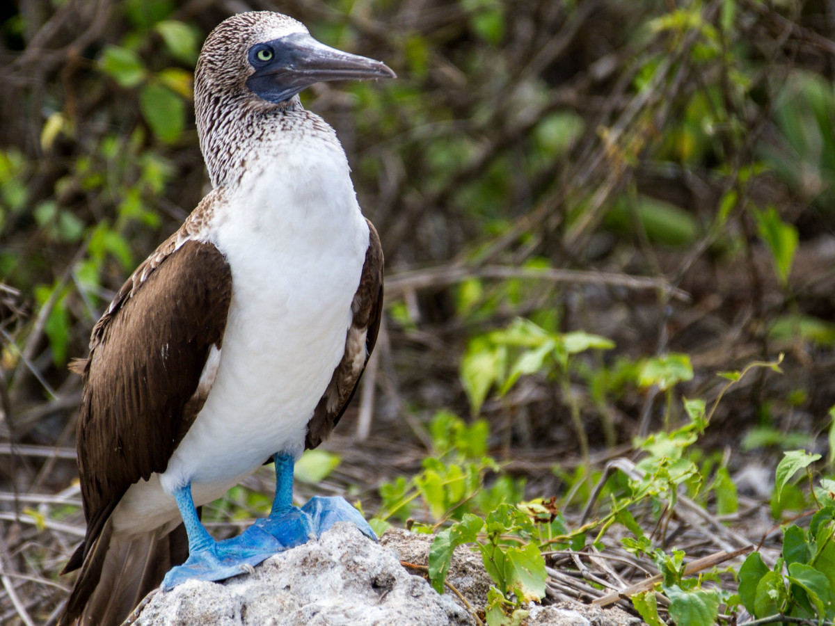 Isla de la Plata blauwvoetgent, Ecuador - Undiscovered.nl