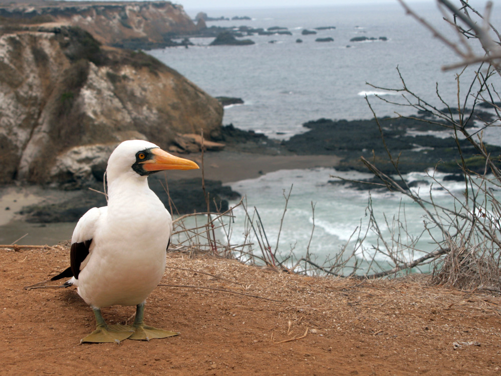 Isla de la Plata, Ecuador - Undiscovered.nl