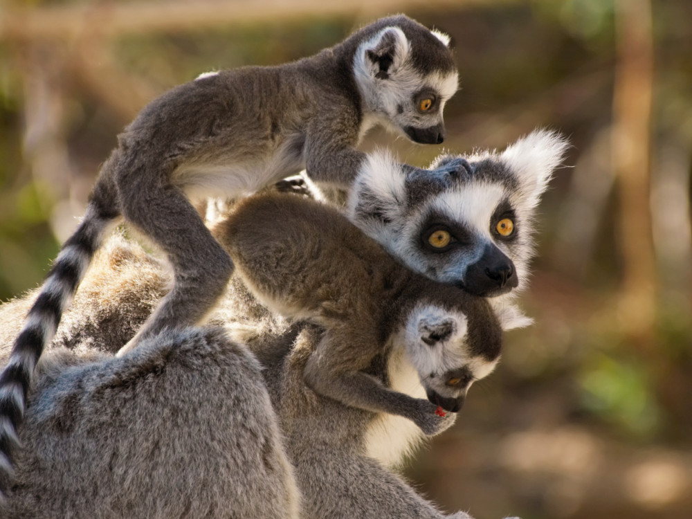 Lemur in Madagascar - Undiscovered.nl