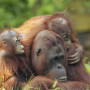 Orang Oetans in Borneo - Undiscovered.nl