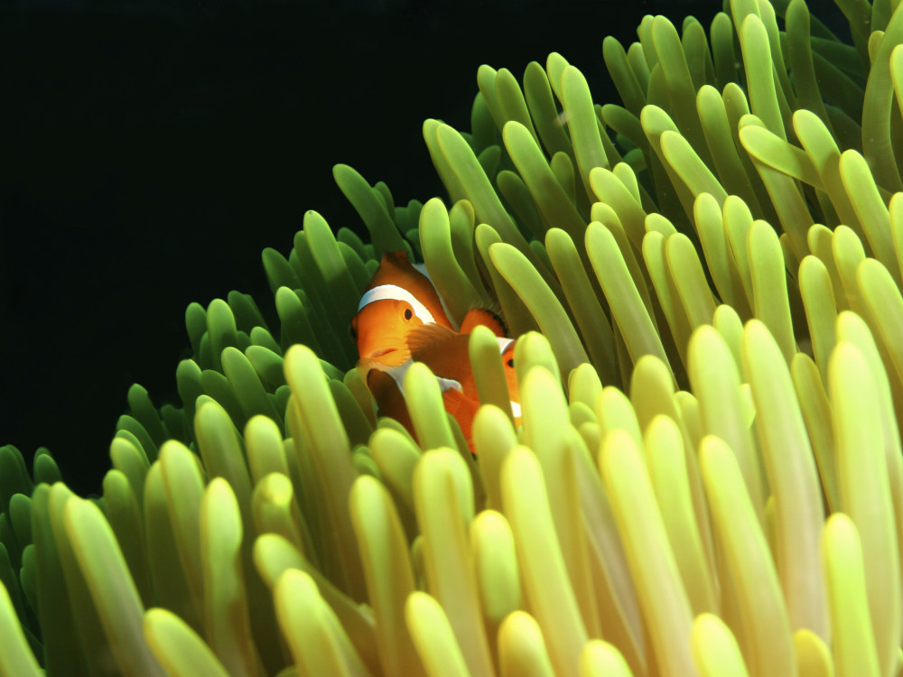 Clownvissen - Undiscovered.nl