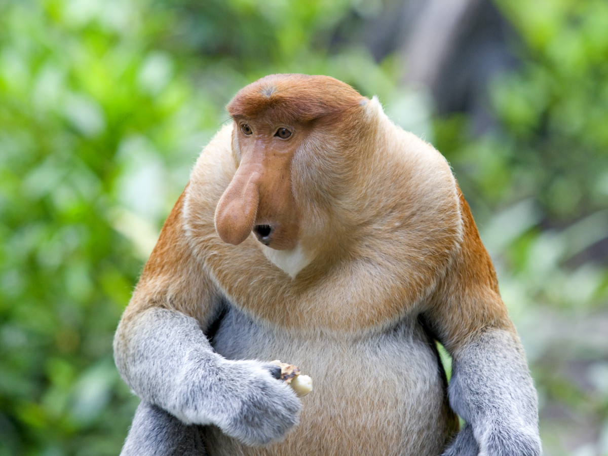 Neusaap in Borneo - Undiscovered.nl