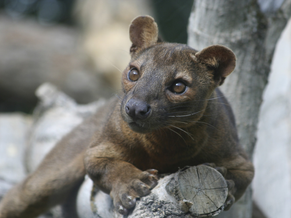 De katachtige fossa in Madagascar - Undiscovered.nl