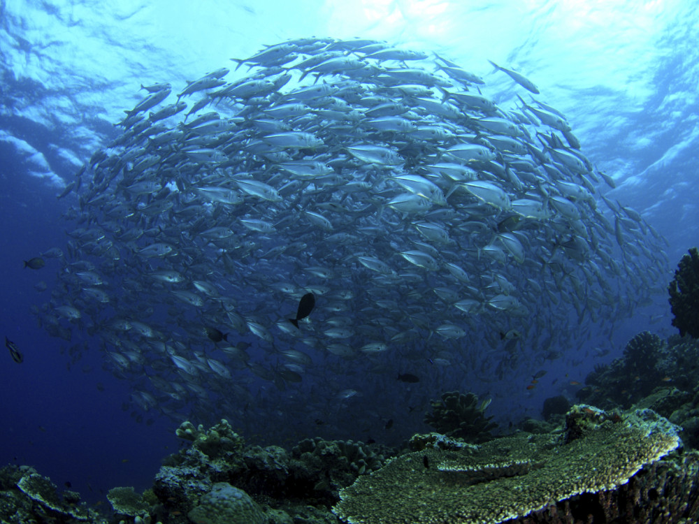 School vissen - Undiscovered.nl