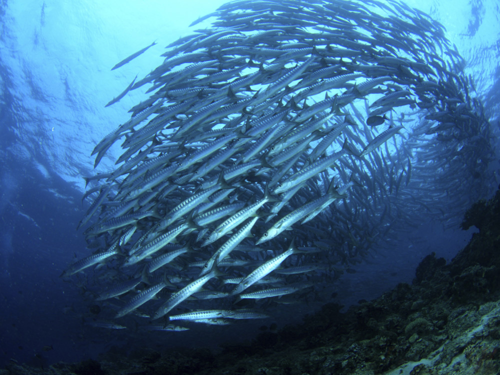 School vissen - Undiscovered.nl