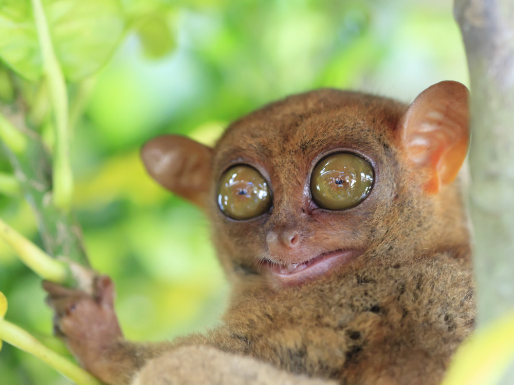 tarsier bohol filipijnen - Undiscovered.nl
