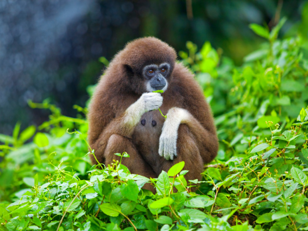 Gibbon in Ulu Temburong National Park, Borneo - Undiscovered.nl