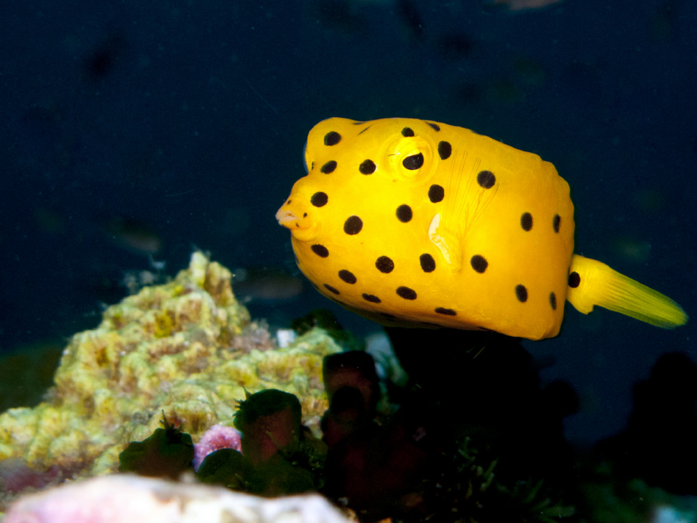 Gele koffervis - Undiscovered.nl