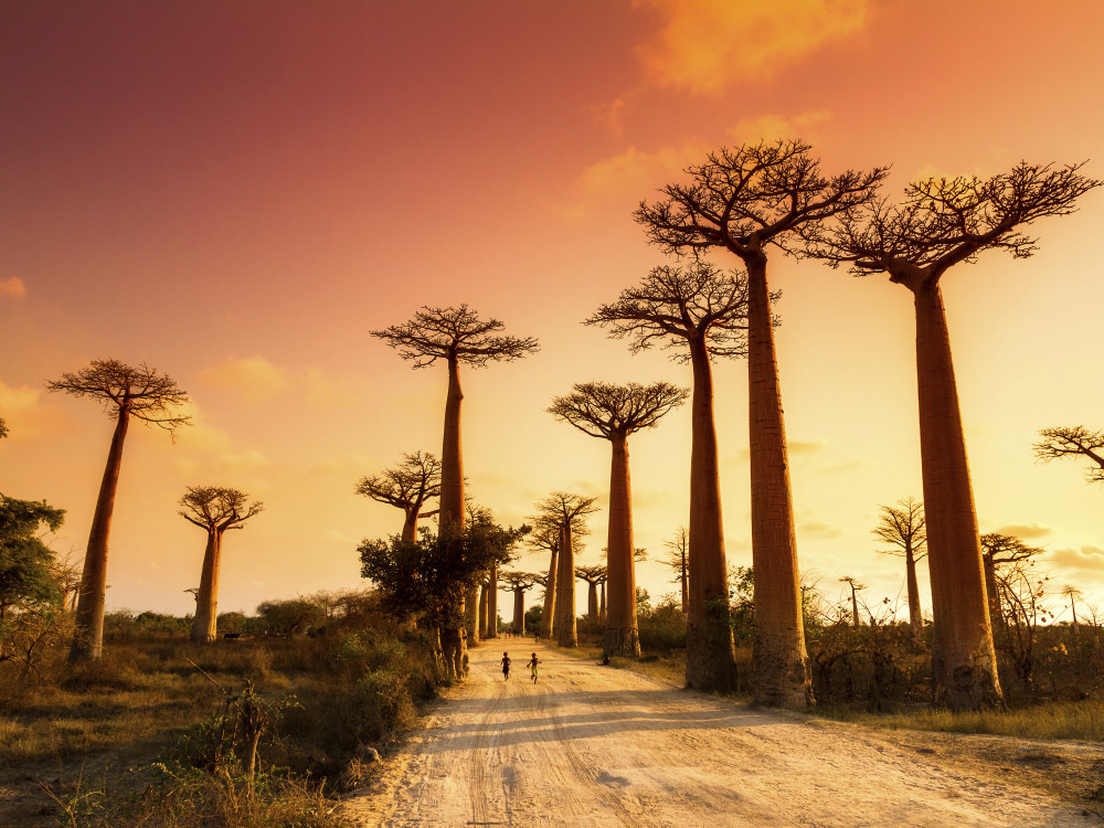 Baobab bomen in Madagascar - Undiscovered.nl