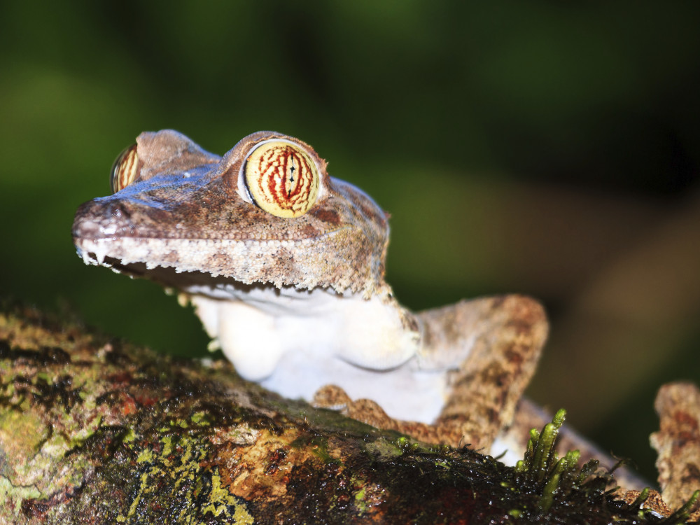 De Madagascarplatstaartgekko, Madagascar - Undiscovered.nl