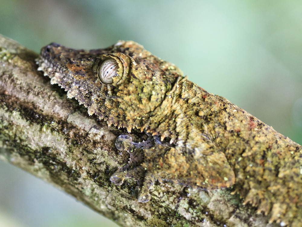 Gekko in Madagascar - Undiscovered.nl