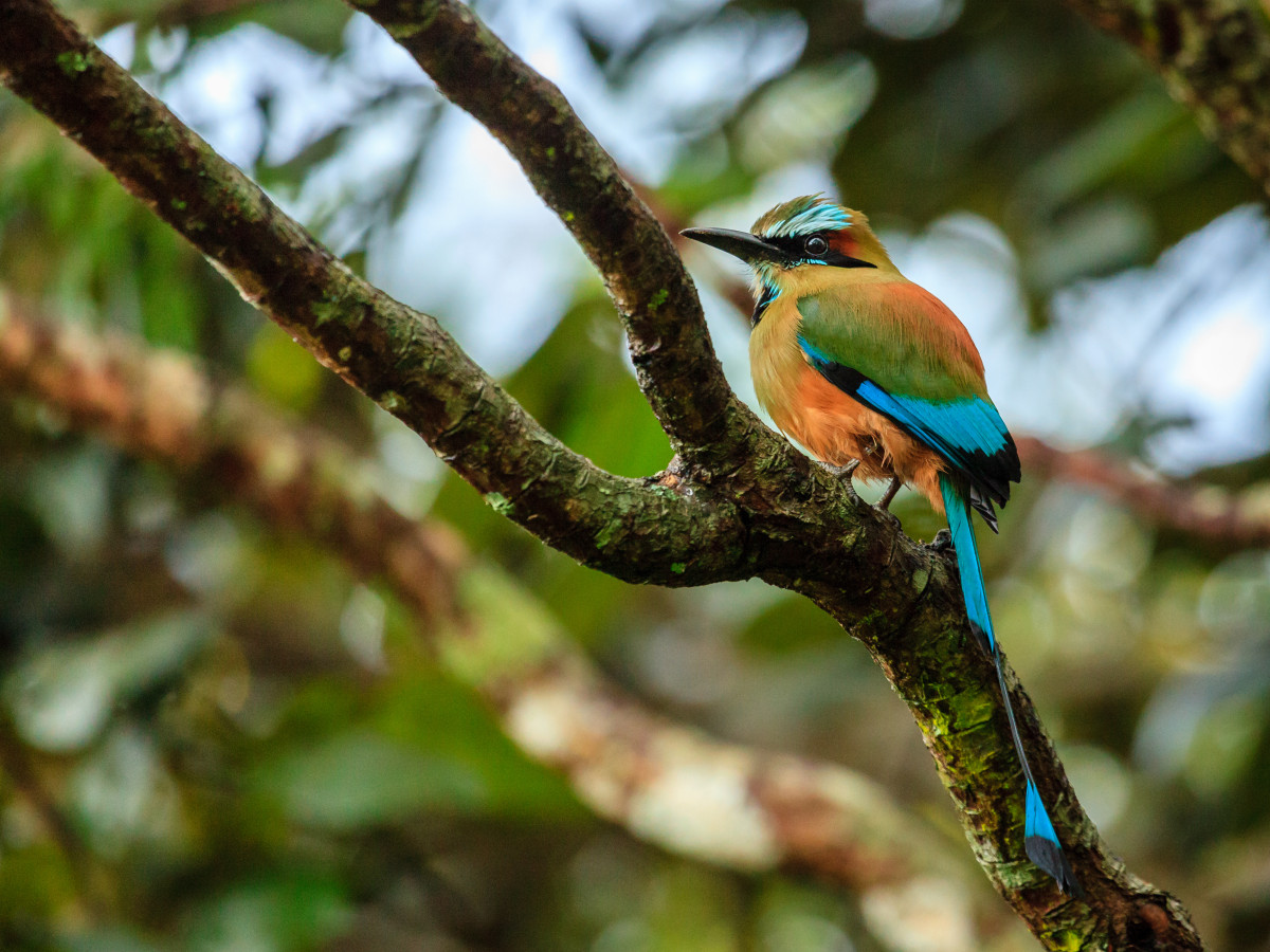 Vogel in Nicaragua - Undiscovered.nl