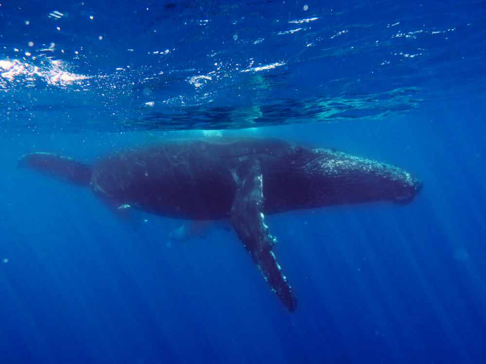 Bultrug, Madagascar - Undiscovered.nl