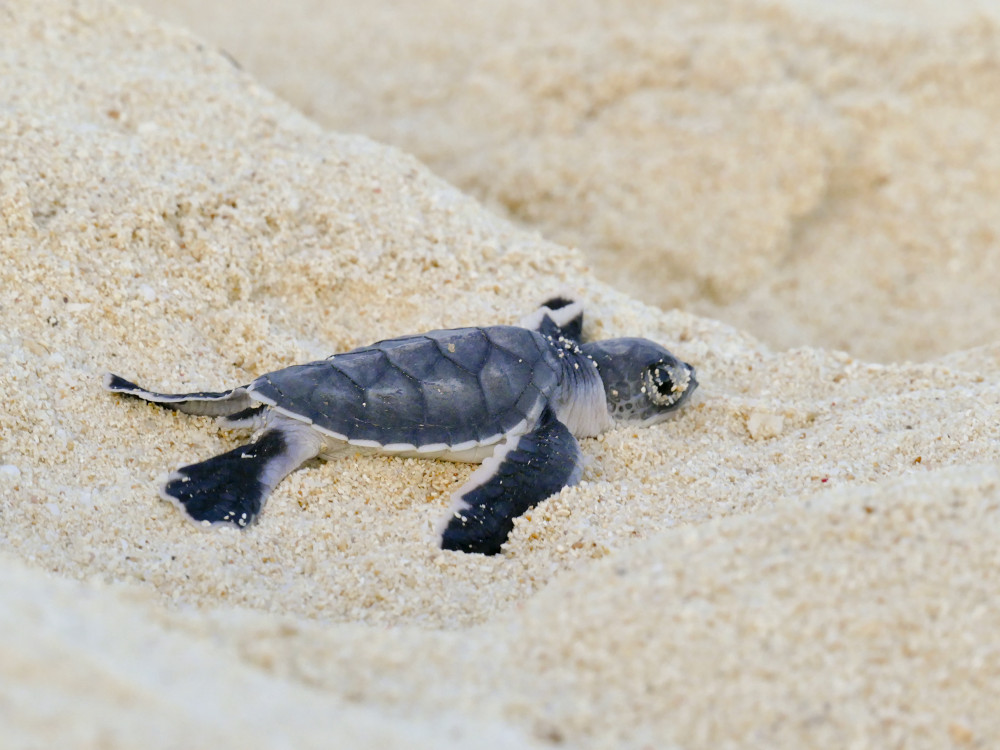 Schildpadje in Madagascar - Undiscovered.nl