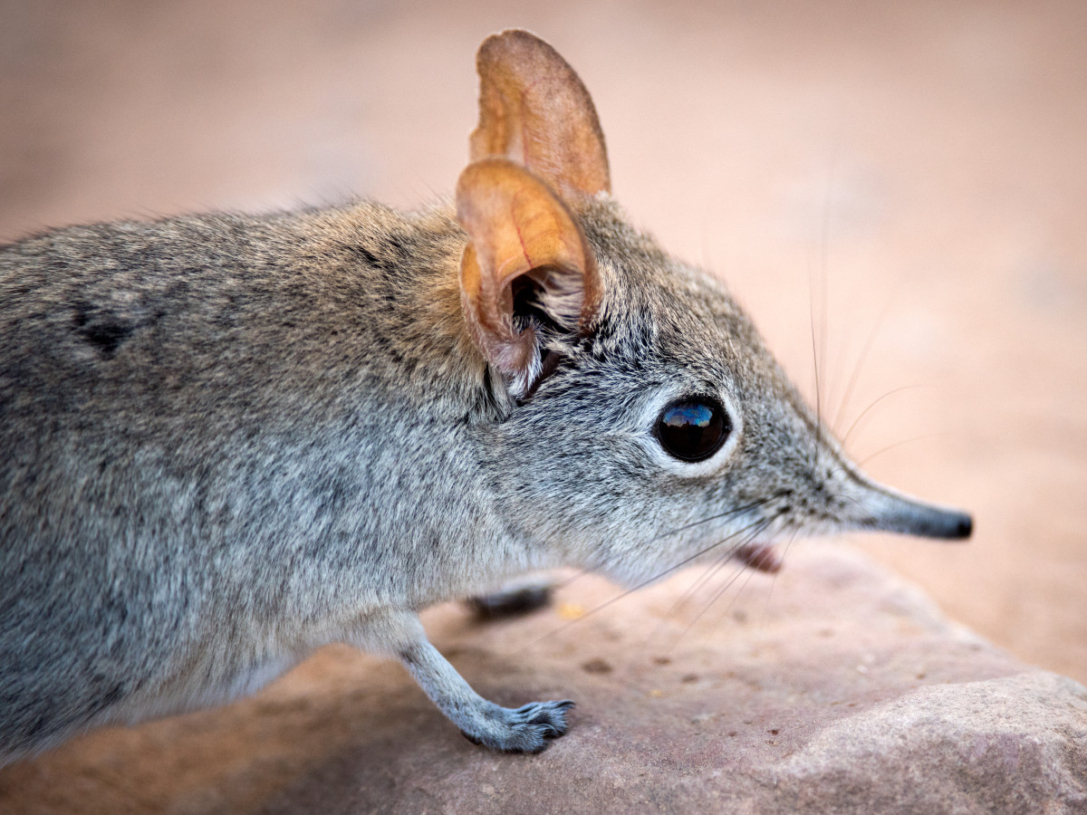 Olifantspitsmuis Namibië - Undiscovered.nl