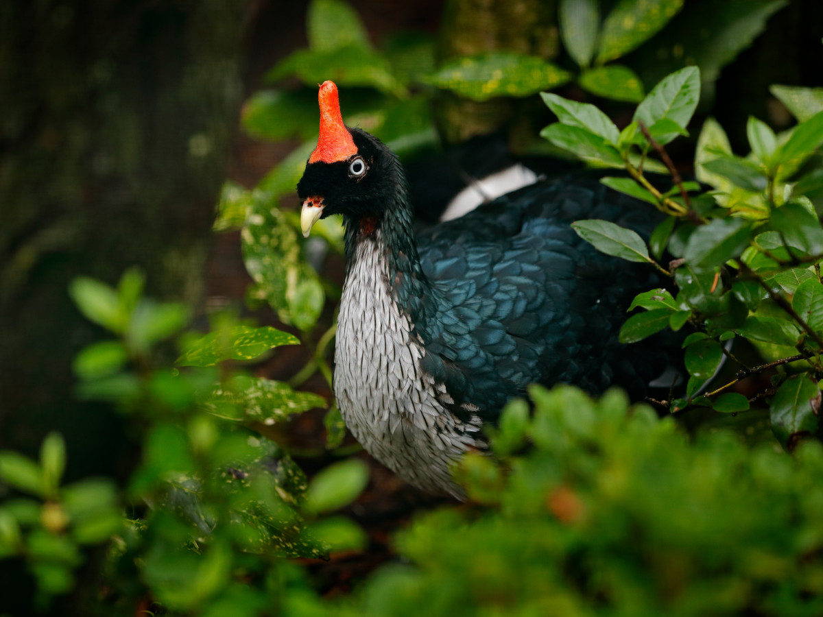 Hoorngoean / Horned Guan, Guatemala - Undiscovered.nl