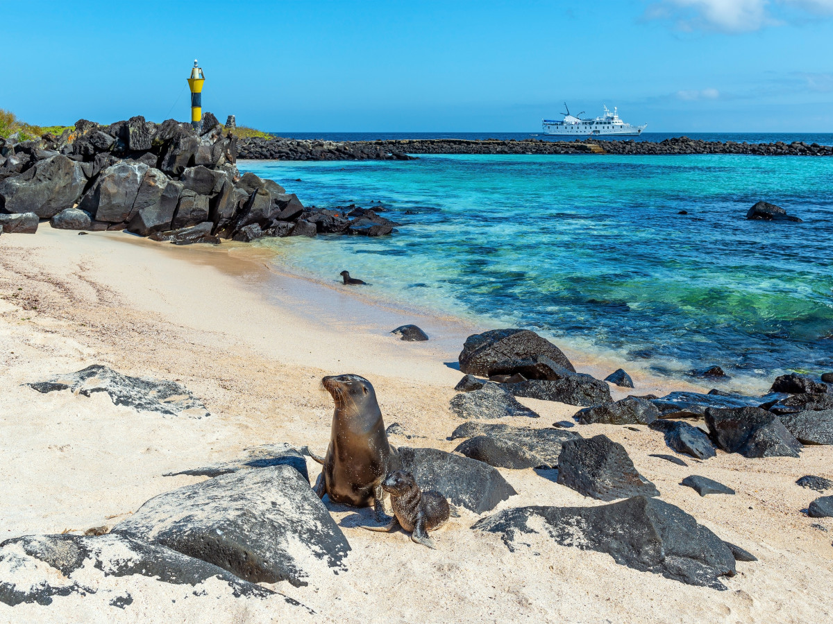 Zeehonden in Galapagos, Ecuador - Undiscovered.nl