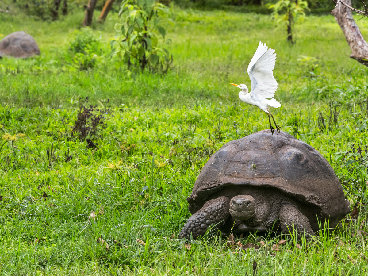 Reuzenschildpad Galápagos, Ecuador - Undiscovered.nl