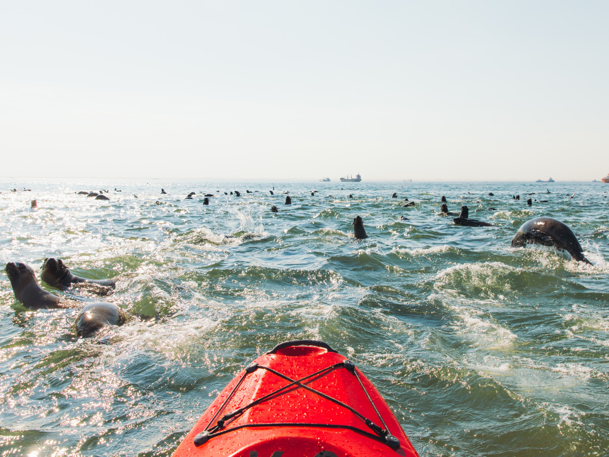 Kajakken met zeehonden bij Walvisbaai, Namibië - Undiscovered.nl