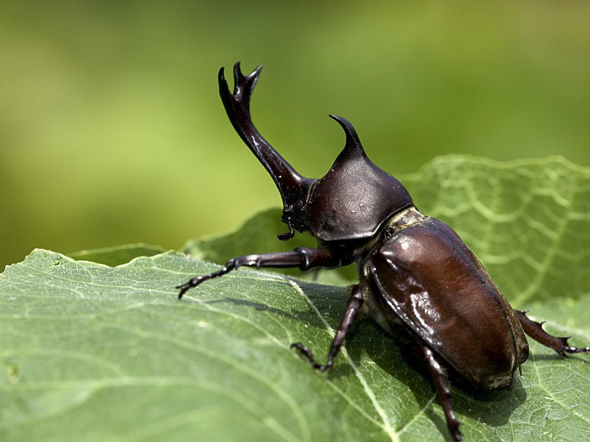 Neushoornkever Namibië - Undiscovered.nl