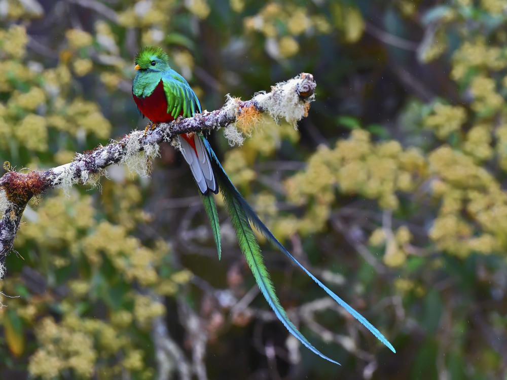 Quetzal vogel in Guatemala - Undiscovered.nl