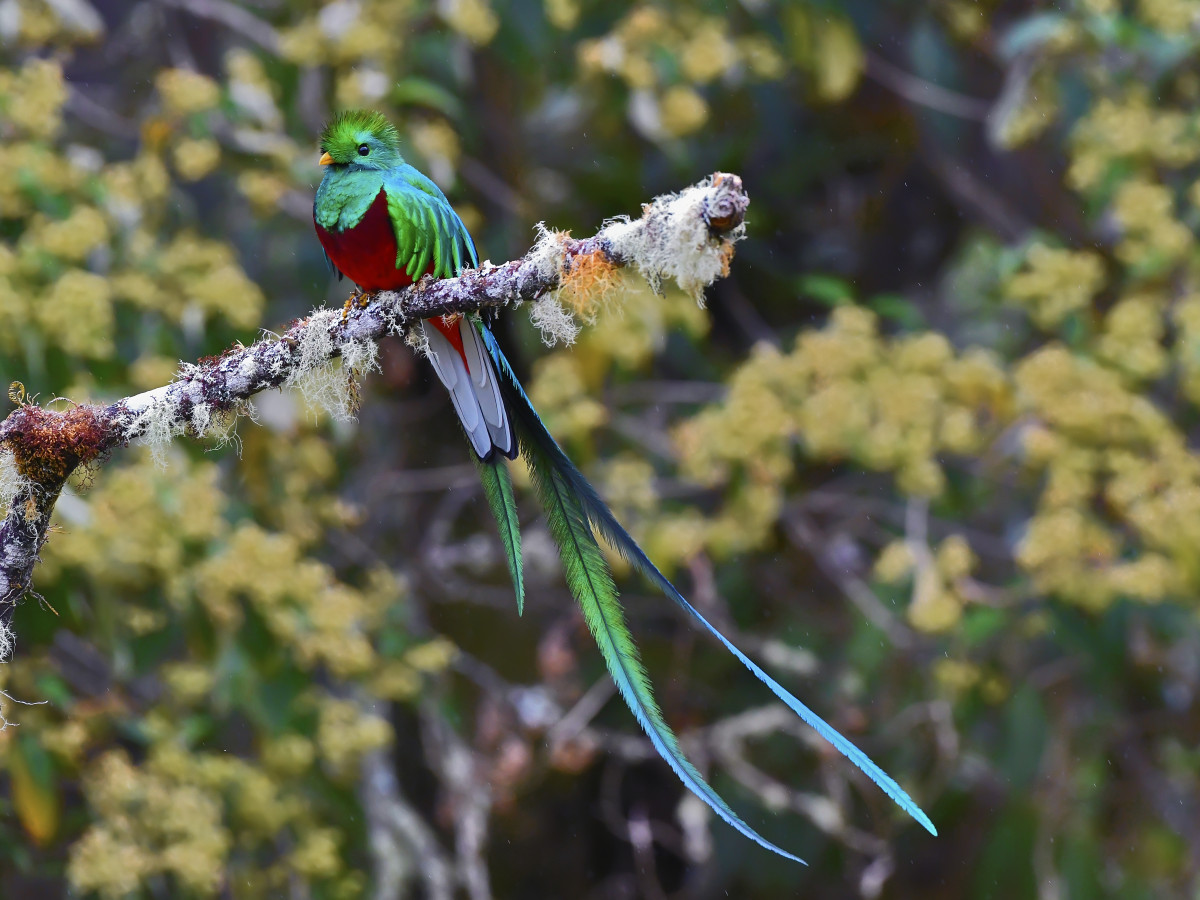 Quetzal vogel in Guatemala - Undiscovered.nl