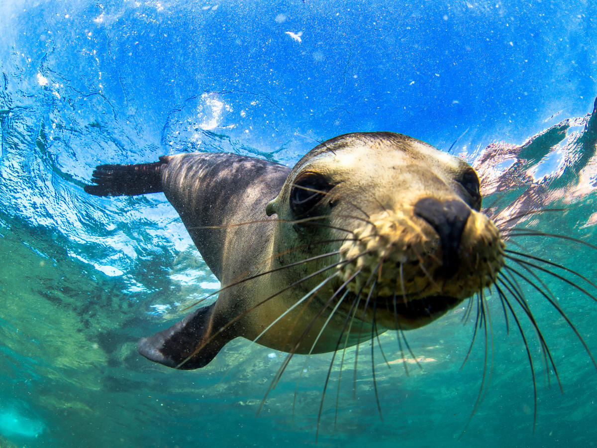 Zeehond - Undiscovered.nl