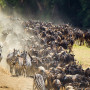 Grote Migratie Serengeti & Masai Mara Tanzania & Kenia - Undiscovered.nl