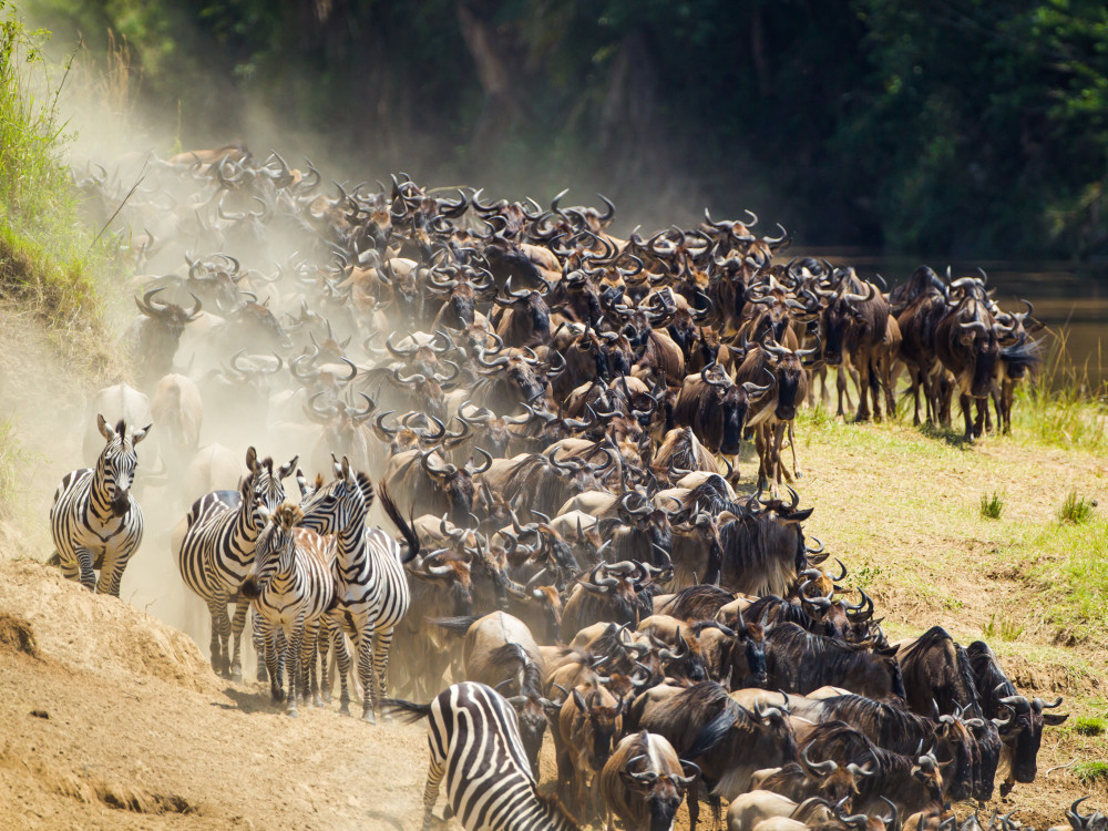 Grote Migratie Serengeti & Masai Mara Tanzania & Kenia - Undiscovered.nl