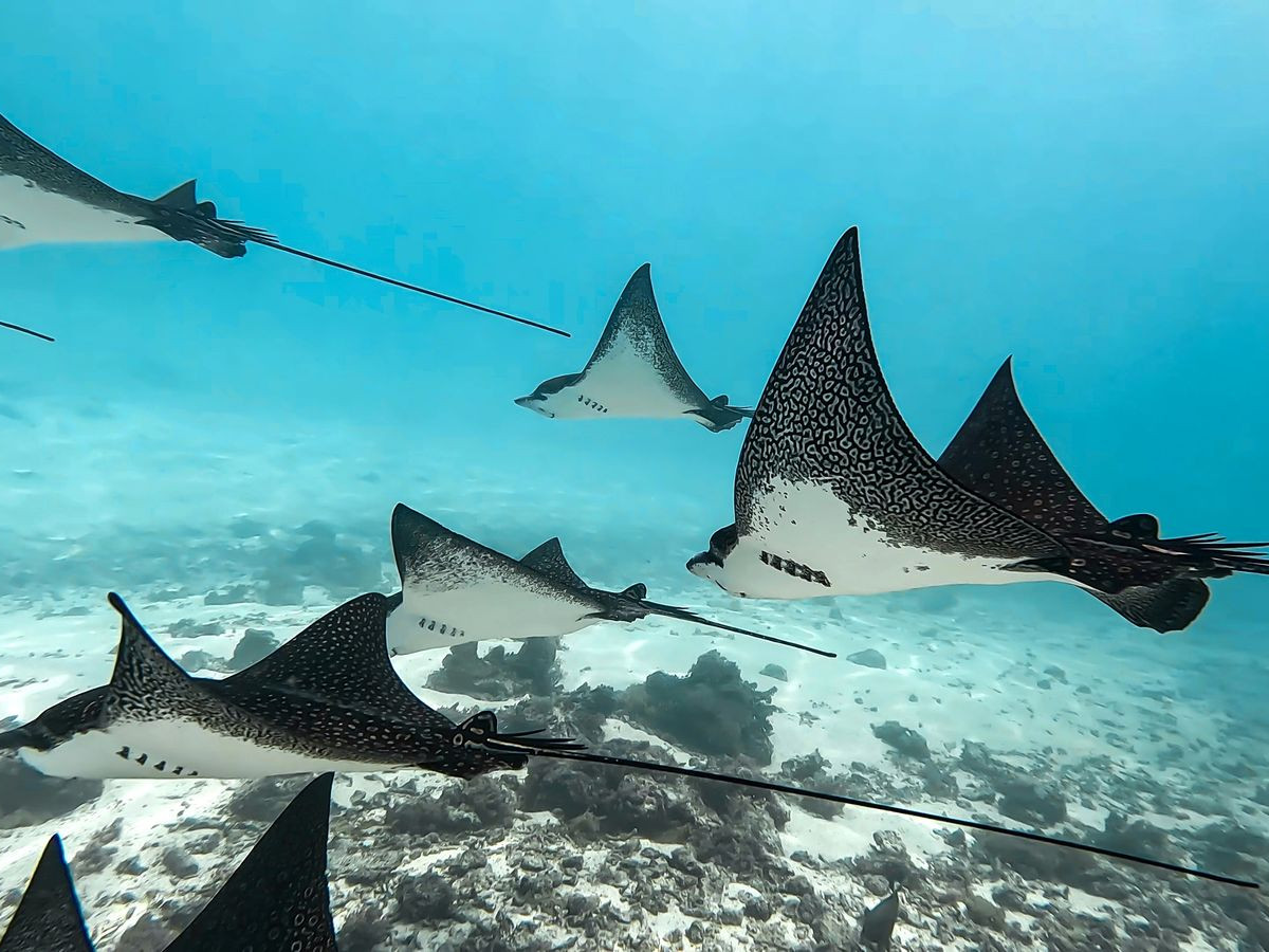 Roggen, Macroleven, Filipijnen - Undiscovered.nl