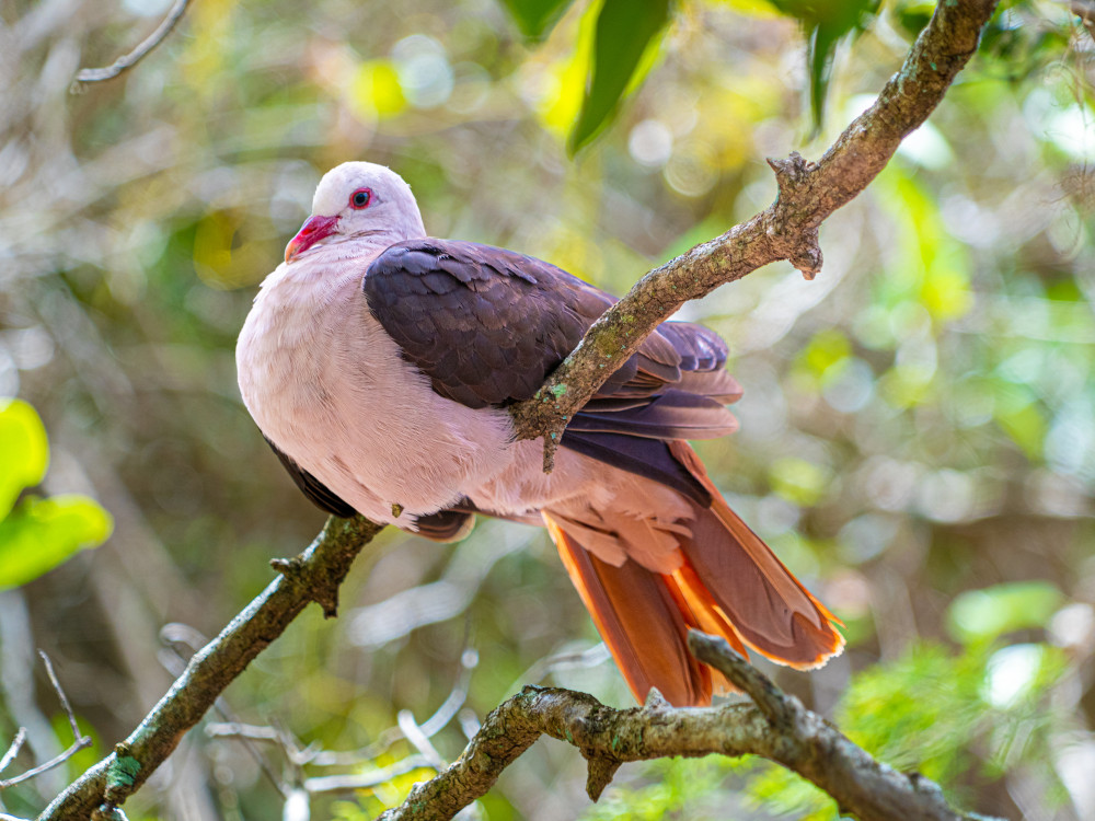 Pink Pigeon in Black River Gorges NP, Mauritius - Undiscovered.nl