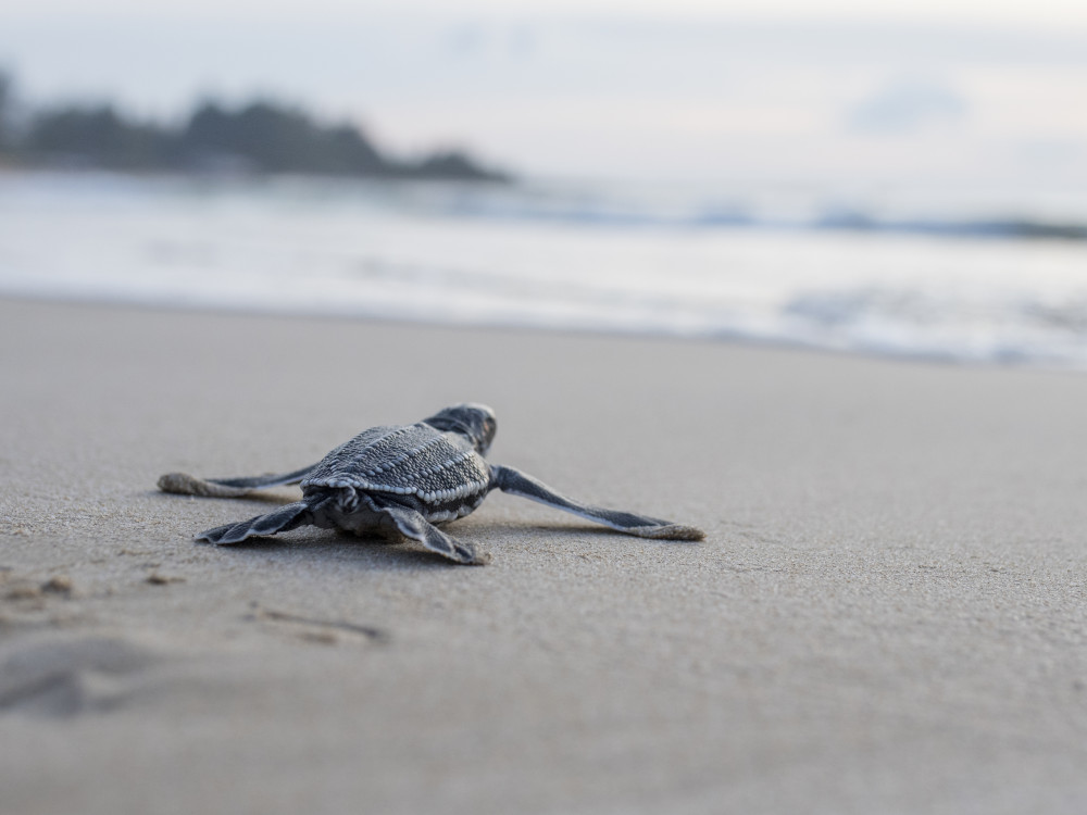 Schildpadje op het strand in El Salvador - Undiscovered.nl
