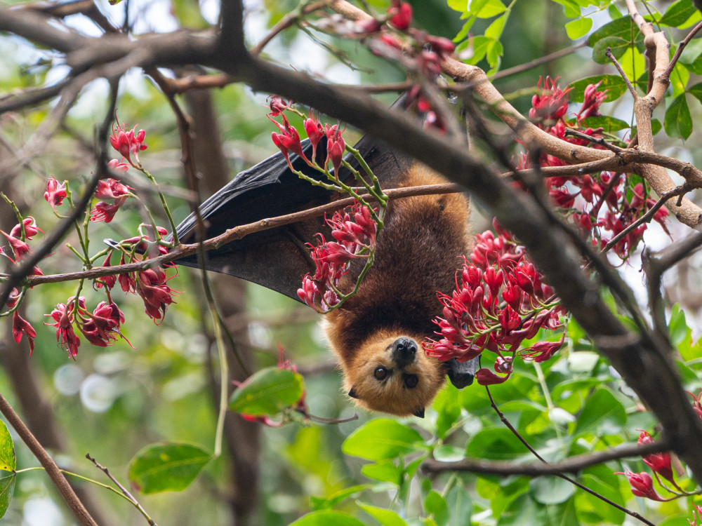 Flying Fox in  Black River Gorges NP, Mauritius - Undiscovered.nl