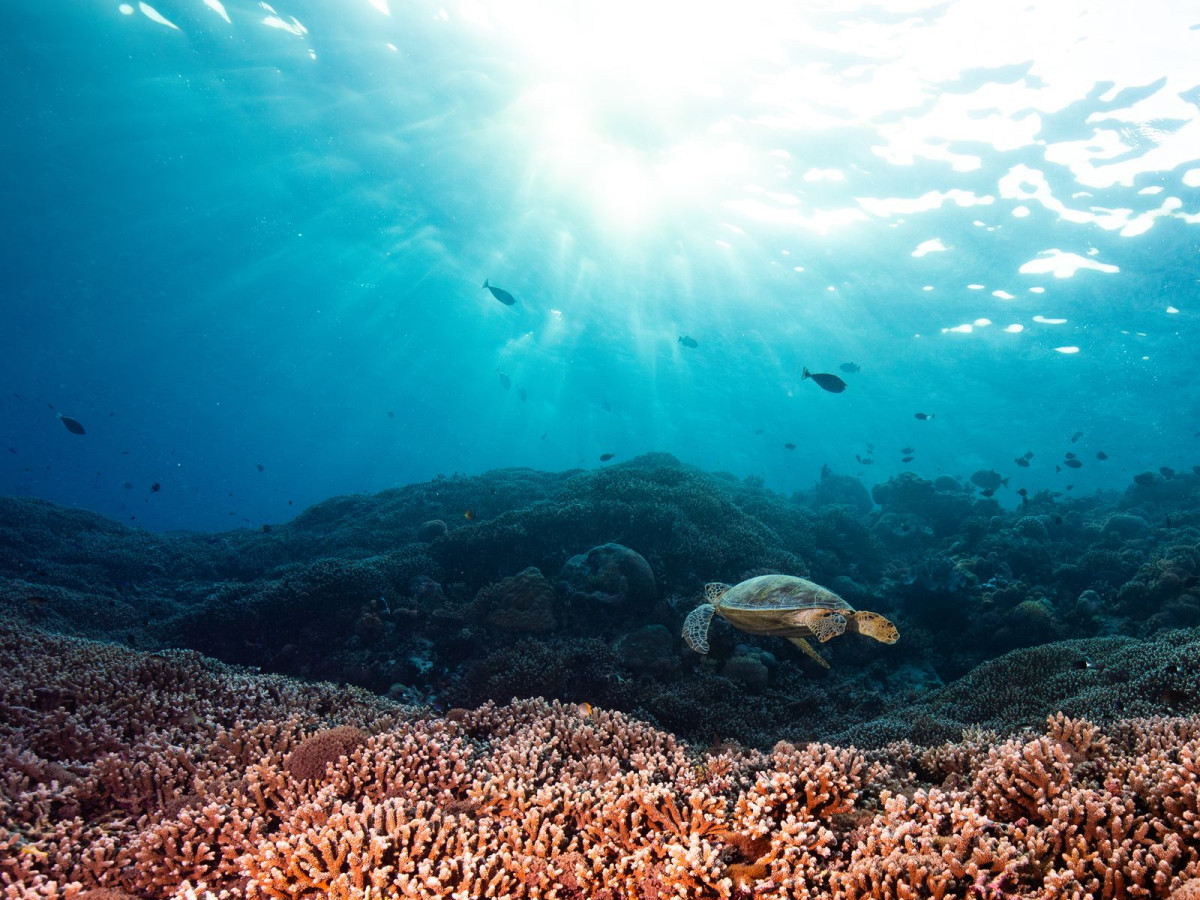 Schildpad, Filipijnen - Undiscovered.nl